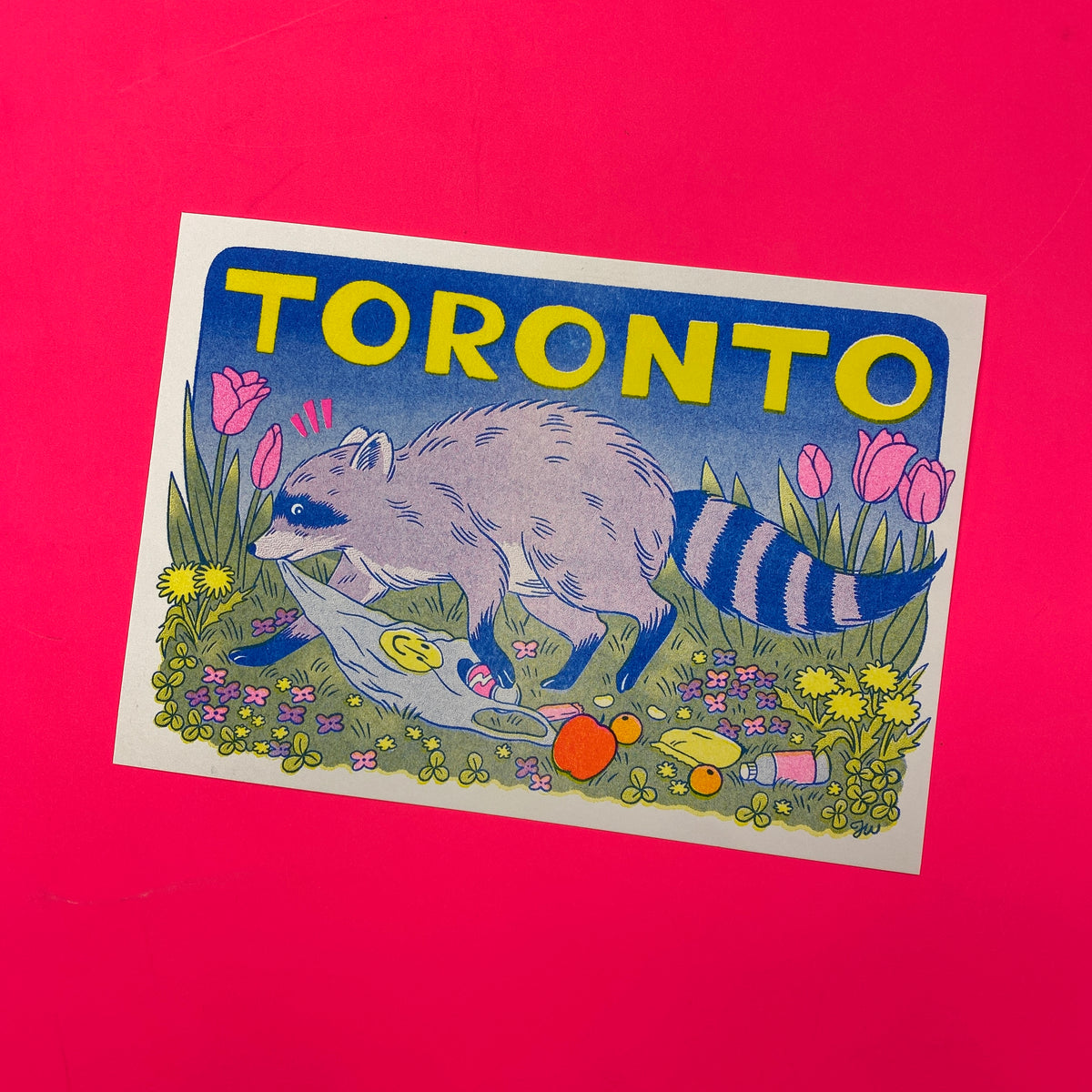 Toronto Raccoon Postcard