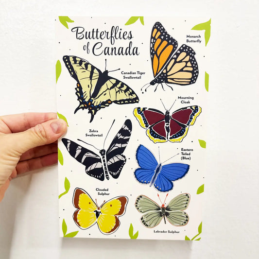 Butterflies of Canada 6x9 Postcard