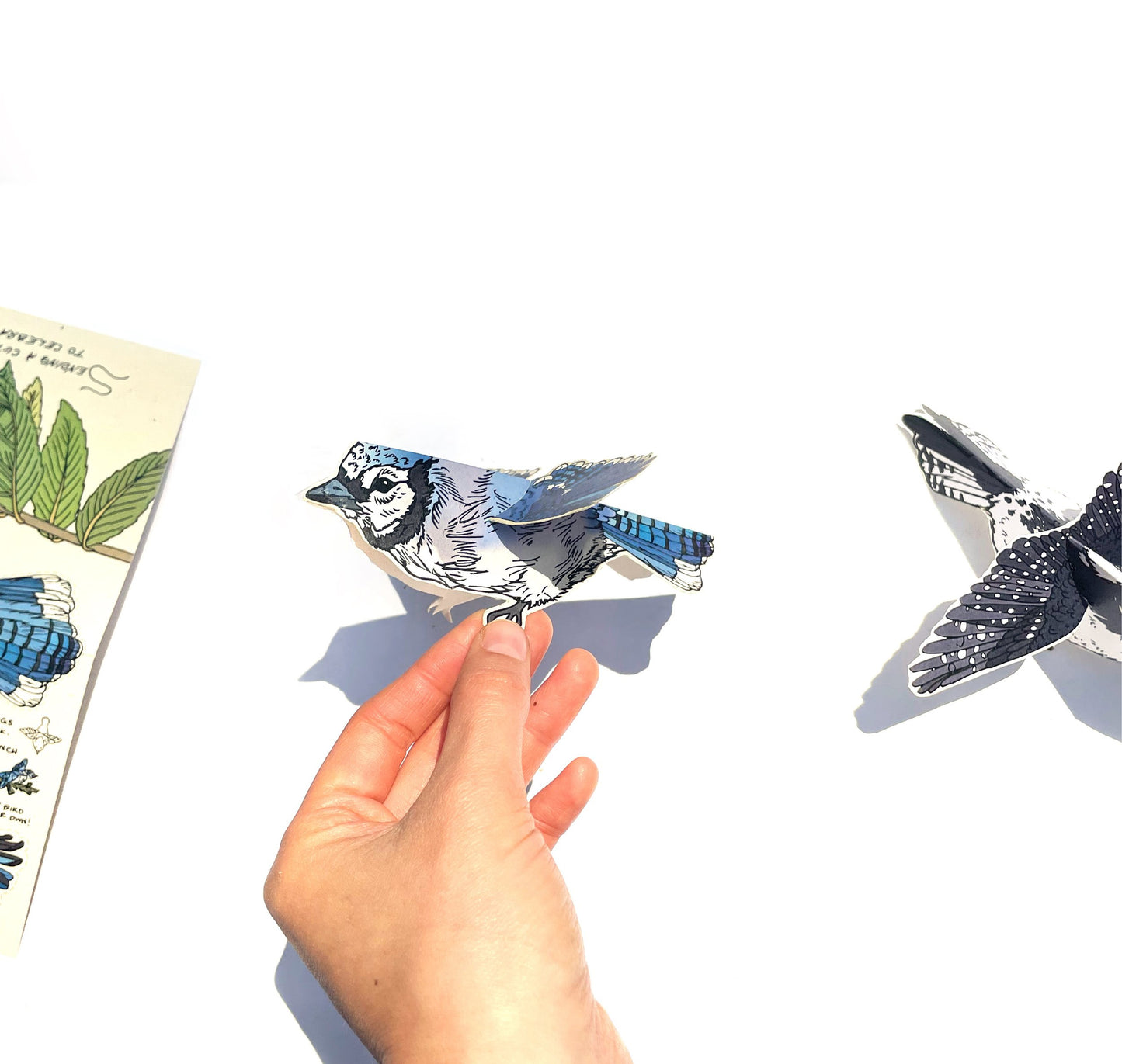 Cut and Fold Craft Card - Blue Jay