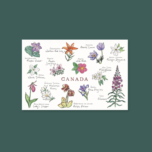 Canadian Floral Emblems Postcard