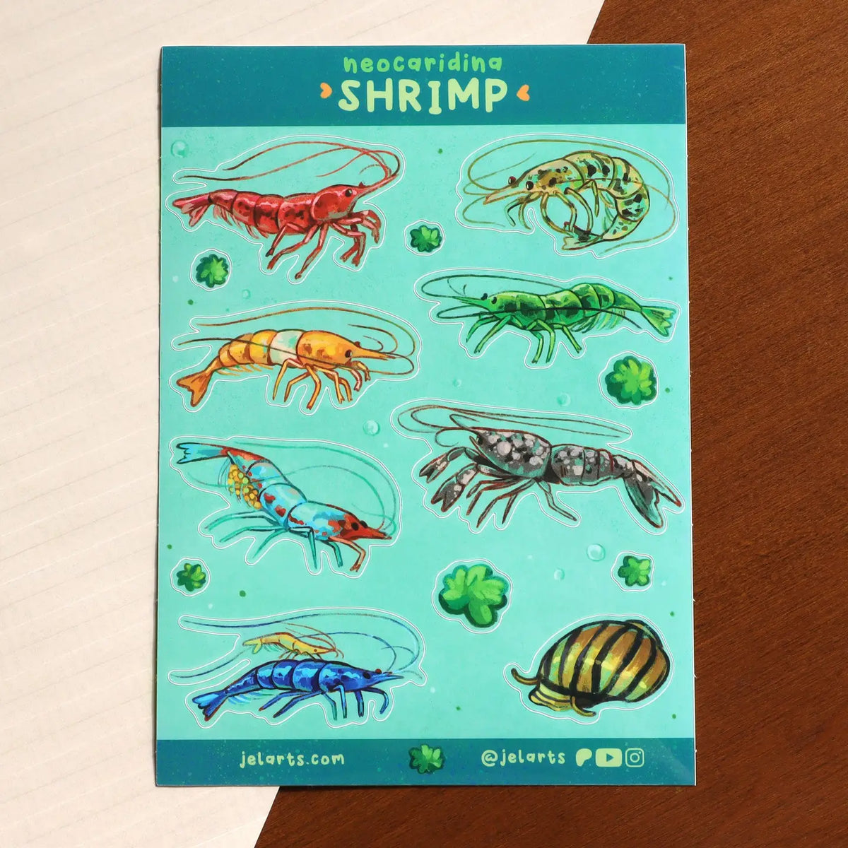 Colourful Shrimp - Sticker Sheet – Secret Planet